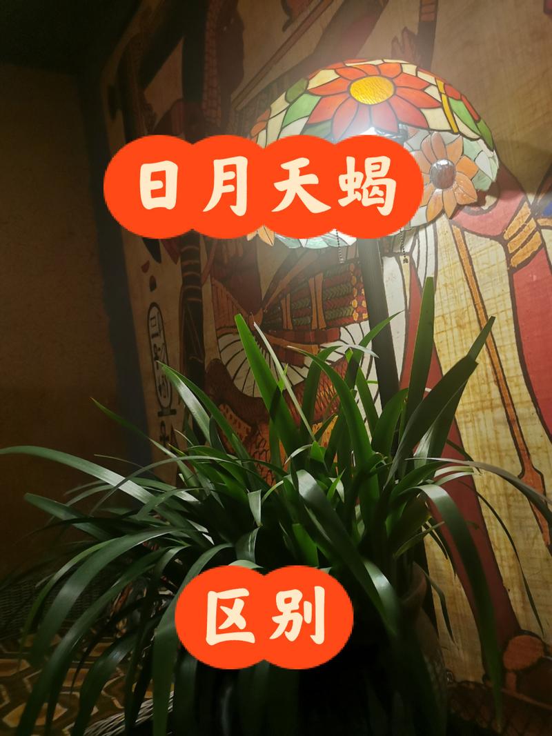怎样区分日月天蝎