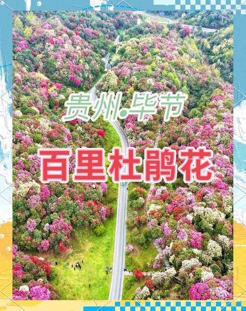 贵州省黔西县百里杜鹃天气预报