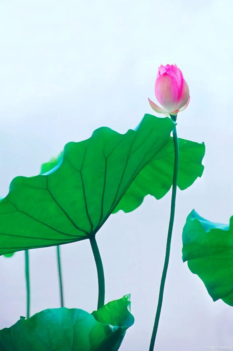 天气预报中的莲花是什么意思?