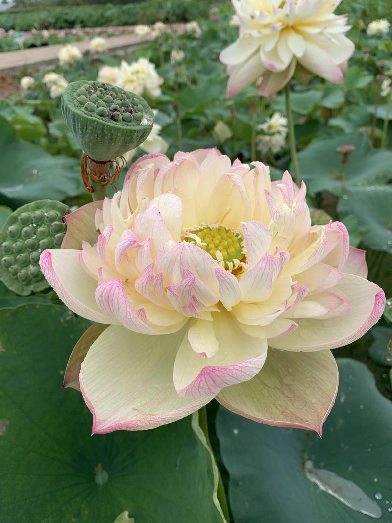 怎么关闭多普达s900的天气预报