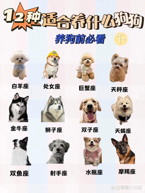 带你了解十二星座的幸运宠物,让它们成为你生活中的小幸运
