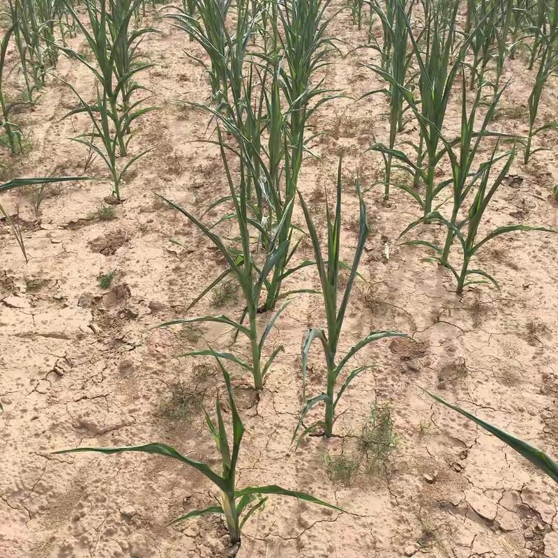 旬邑5月下旬种玉米迟么?由于干旱玉米还没有播种,看天气预报5月下旬才...