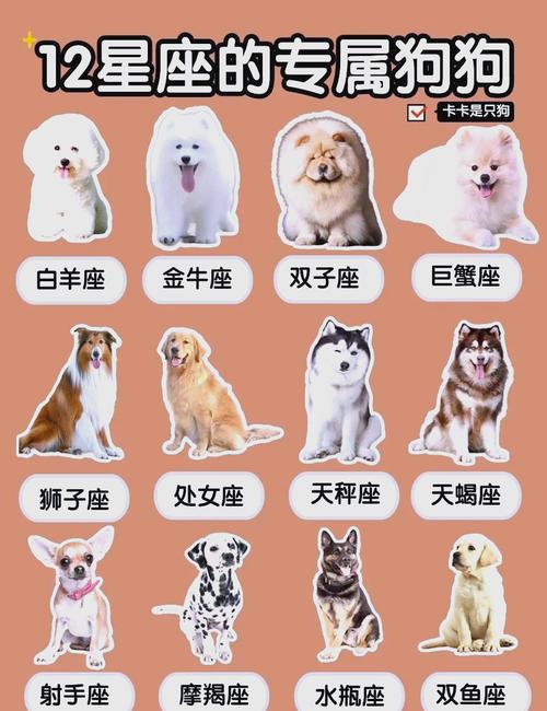十二星座的本命宠物