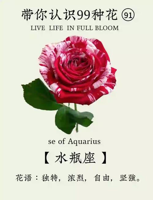 十二星座的专属玫瑰花语,水瓶是七彩玫瑰,你的呢