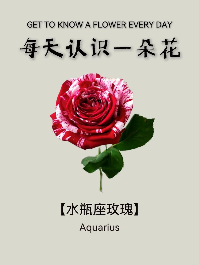 十二星座的星座花和花语